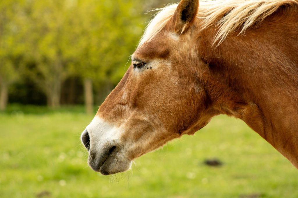 Paard in de wei camerabeveiliging stal