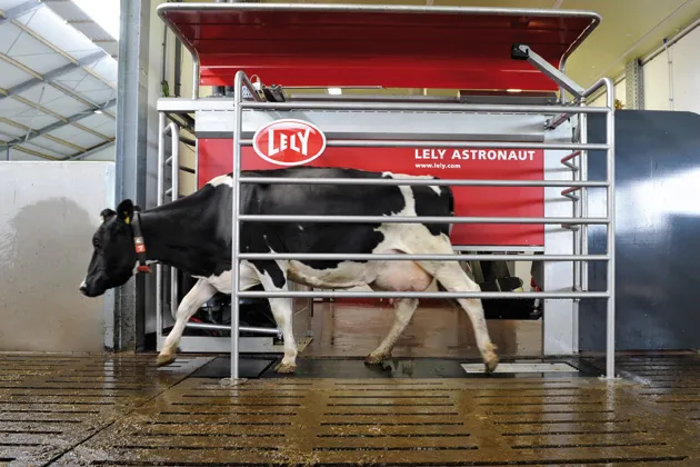 Koe in melkmachine met internet in de stal